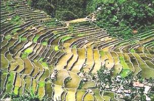 [Banaue rice terraces, Luzon; closer view]