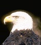 [Bald eagle in profile]