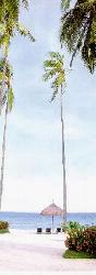[Tall palm tree, Cebu]